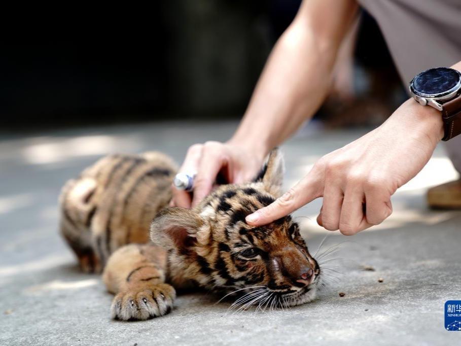 ‘Bapa Harimau’ di Zoo Shanghai