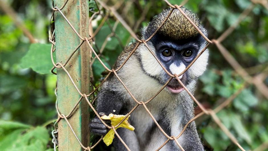 سازمان بهداشت جهانی: آبله میمونی با میمون ربطی نداردا