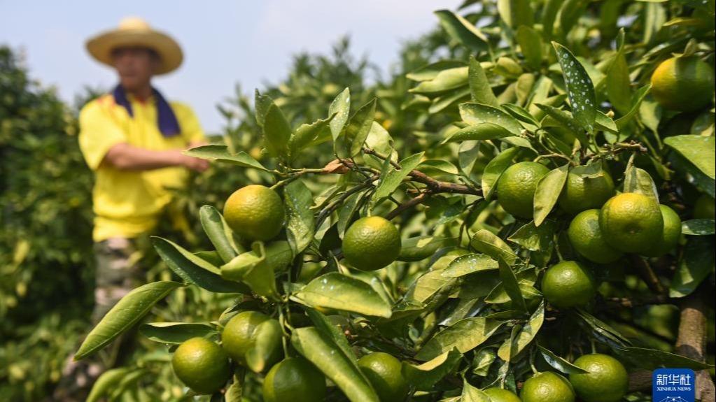 सुन्तलाबाट धन कमाउने