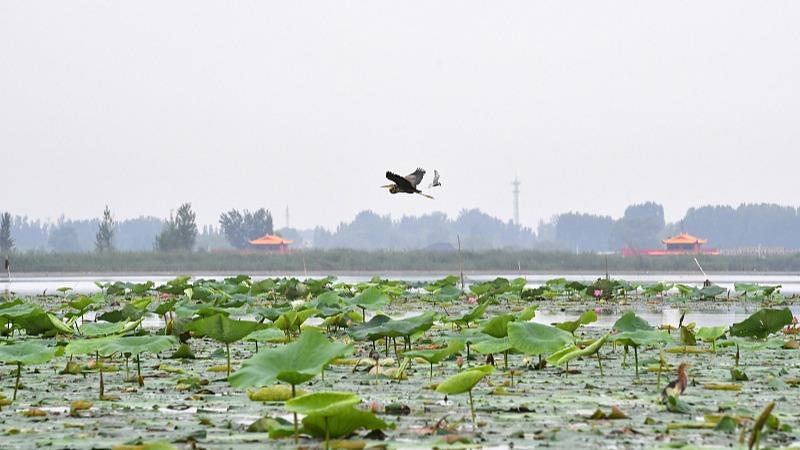 Hebei : en visite à Baiyangdian, l'île aux oiseaux de Xiong'an