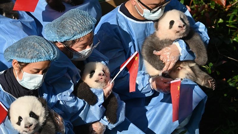 Chine : première apparition publique de bébés pandas géants dans une base d'élevage