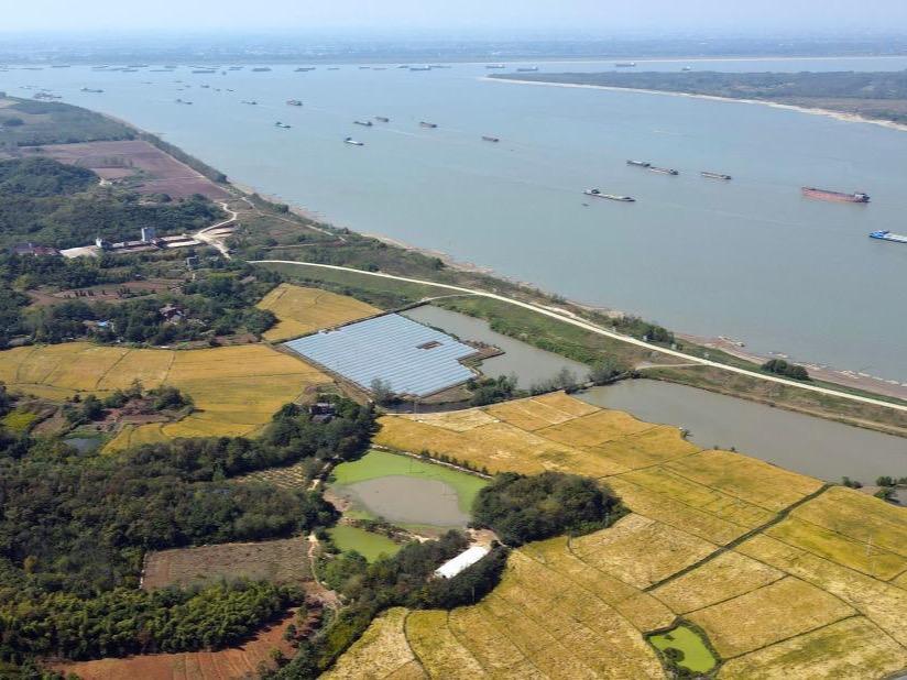 Tuaian Padi di Tepi Sungai Yangtze