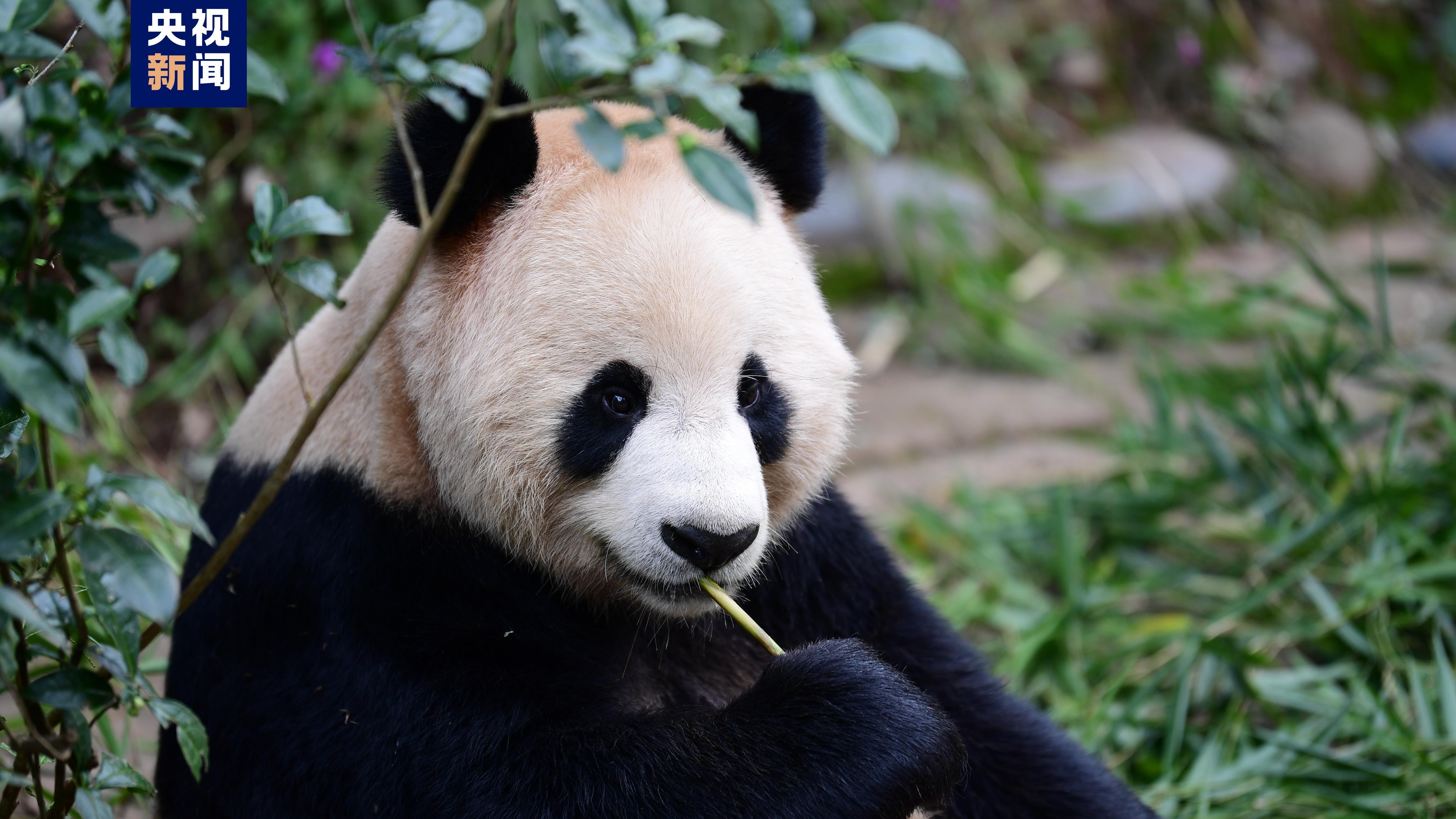 Хоёр аварга панда Хятадаас Катарыг зорилоо