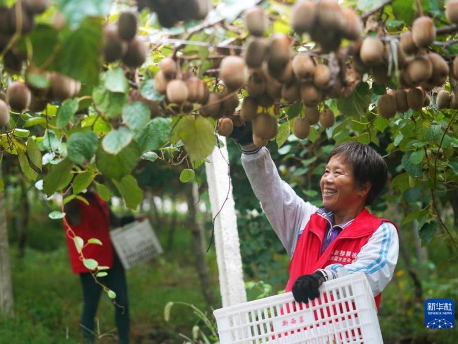 Tibalah Musim Memetik Buah Kiwi di Fengxin