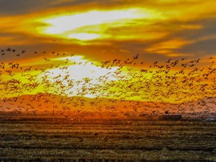 壮観！数十万羽の渡り鳥が黒竜江迎春林区に集結