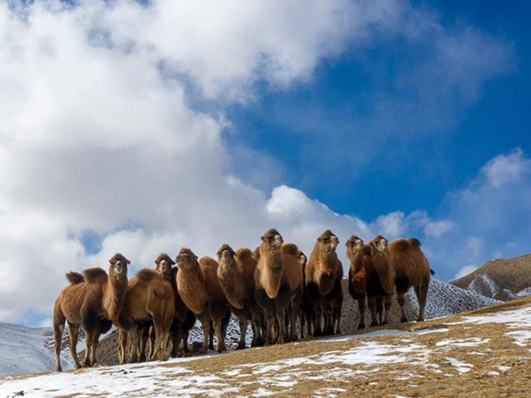 越冬のためラクダを移動させる牧民　甘粛省阿克塞