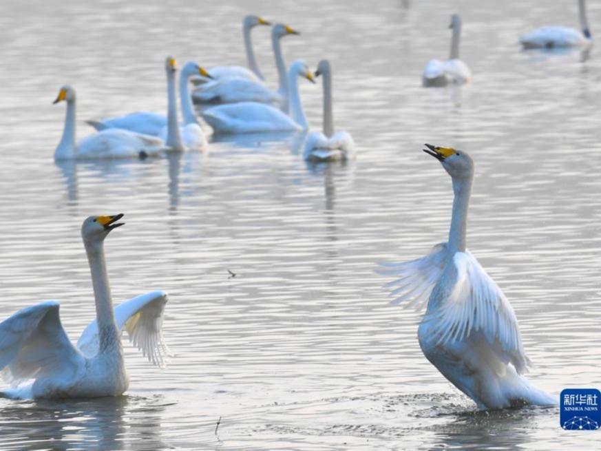 Memerhati Swan di Tebing Sungai Kuning
