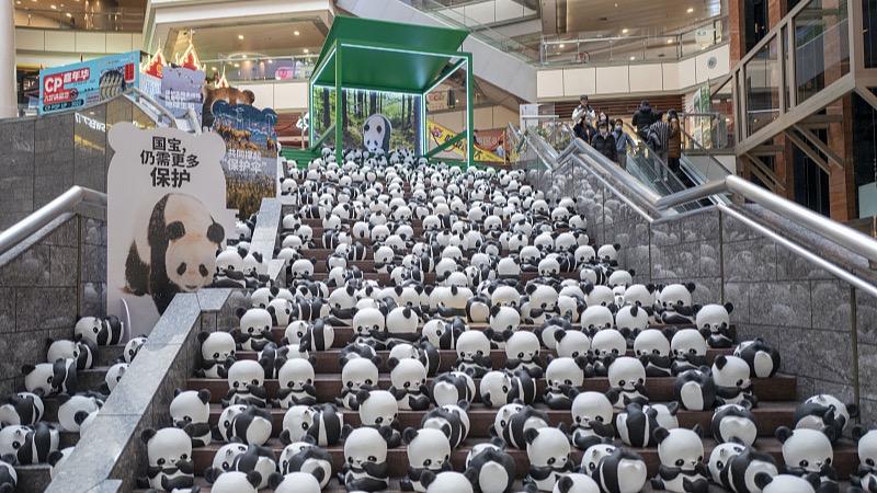 Plus de 500 statues de pandas exposées à Shanghai