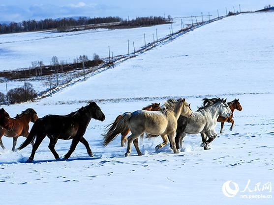 雪煙を上げて雪原を疾走する馬　内蒙古自治区額爾古納