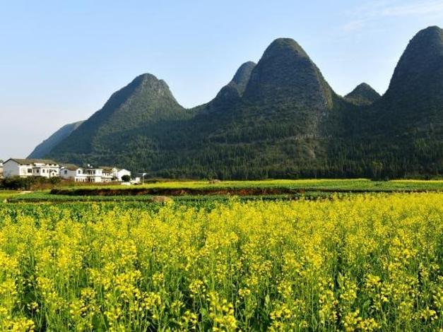 Bunga Sesawi Hiasi Landskap Pastoral