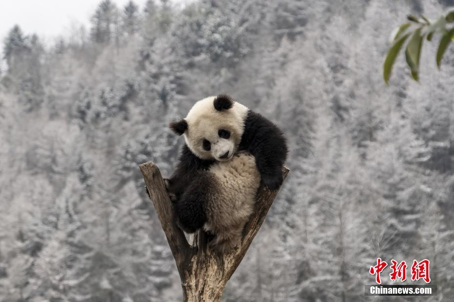 Comelnya Panda Gergasi Bermain Salji