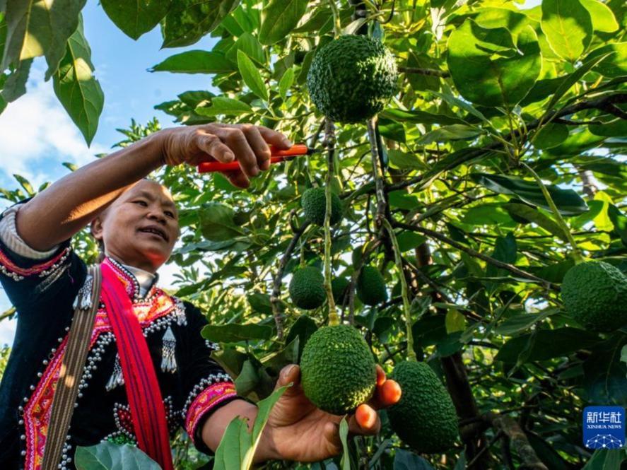 Perubahan Dialami Satu Kaunti Sempadan Berkat Tanaman Avokado