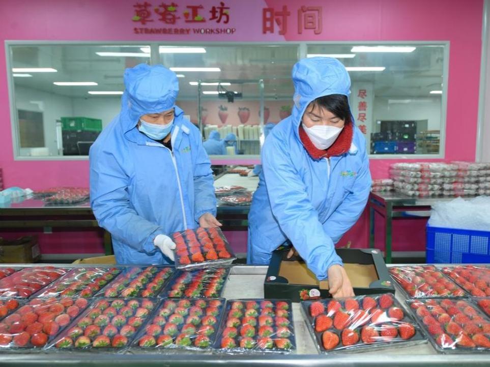 Industri Penanaman Strawberi Rancak di Zhejiang