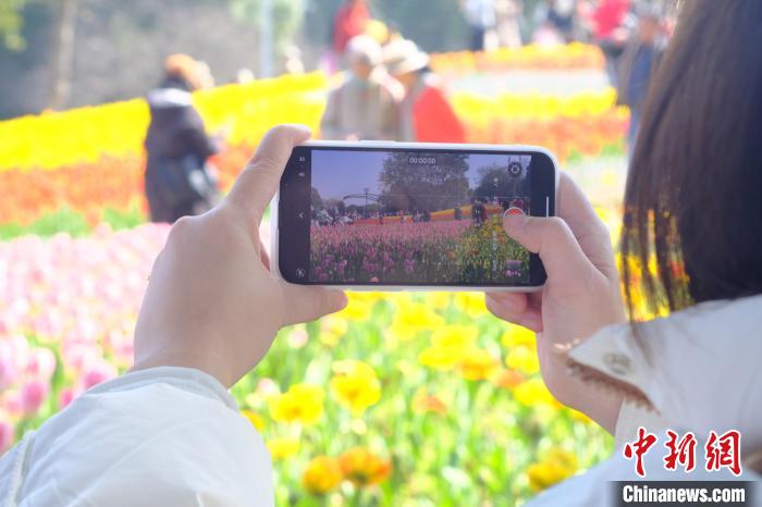 100 Ribu Bunga Tulip Kembang Mekar di Liuzhou
