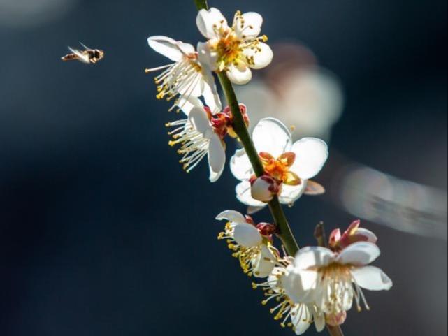 Bunga Plum Bermekaran di Gunung Wuyi