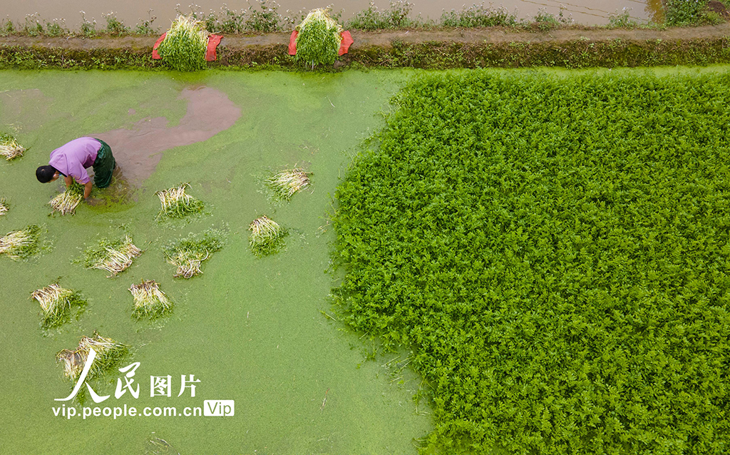 Tuai Sayur Saderi di Qionghai, Hainan