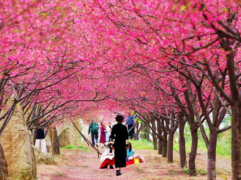 満開の桜と鳥のさえずる春の日を満喫　福建省厦門