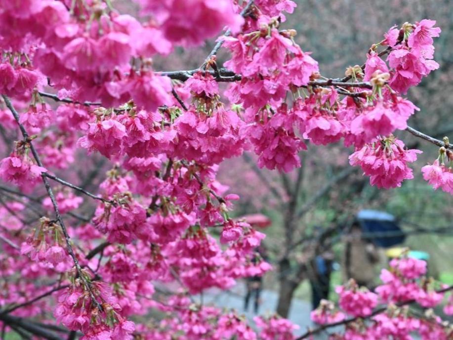 Bunga Sakura Menarik Pelancong di Fujian
