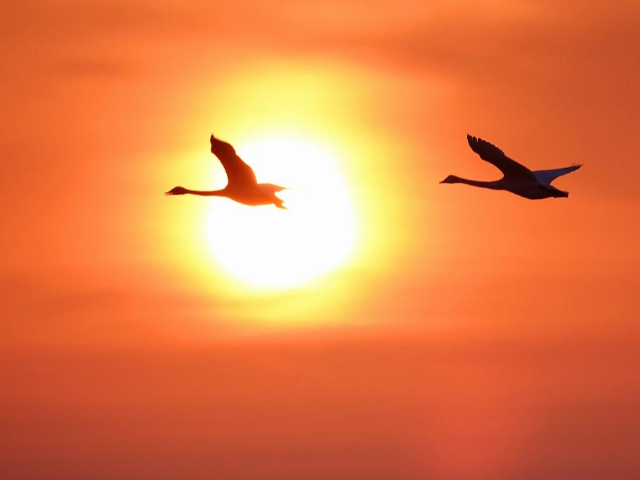 Latihan Swan untuk Hijrah Balik ke Utara