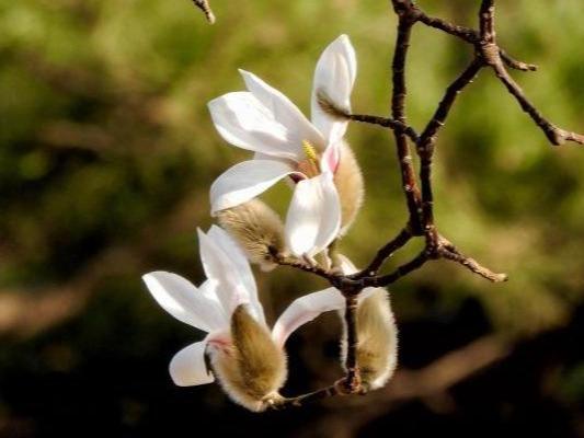 Bunga Magnolia Berkembang Mekar dan Harum