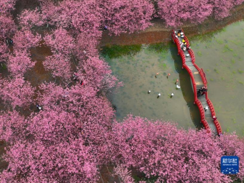 Bunga Sakura Kembang Mekar di Changning