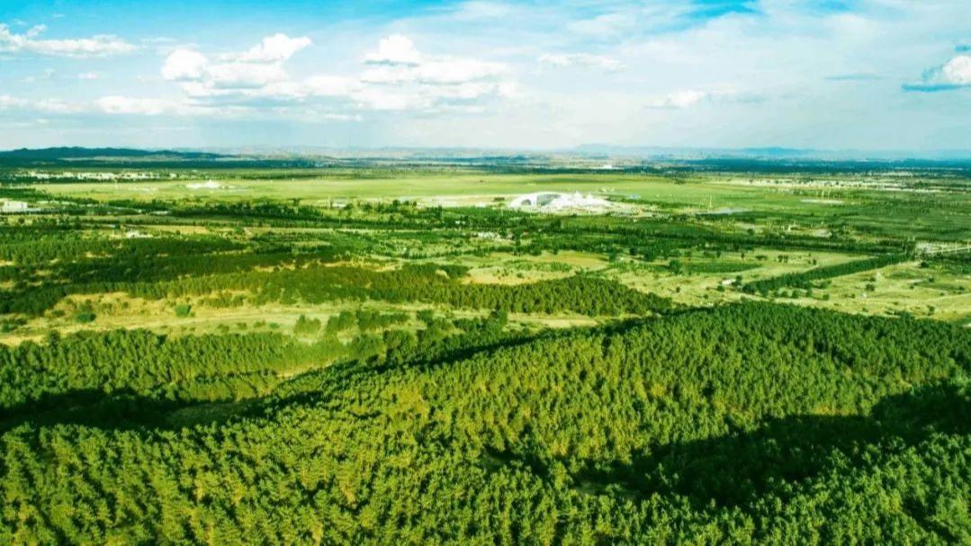 مساحت جنگل‌های چین به 231 میلیون هکتار رسیدا