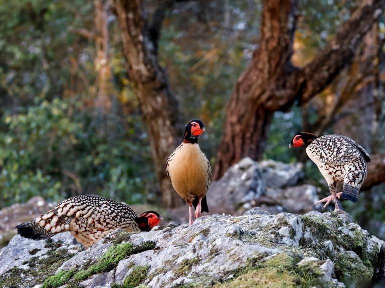 Burung Cabot's Tragopan Ditemui di Gunung Fujian