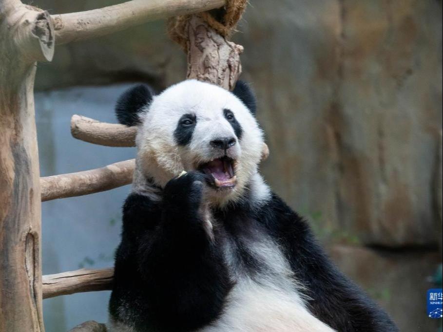 Panda Gergasi Digemari Pengunjung Malaysia