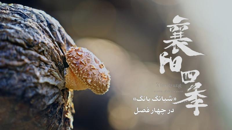 «شیانگ یانگ» در چهار فصل – فصل برداشت زمستانی