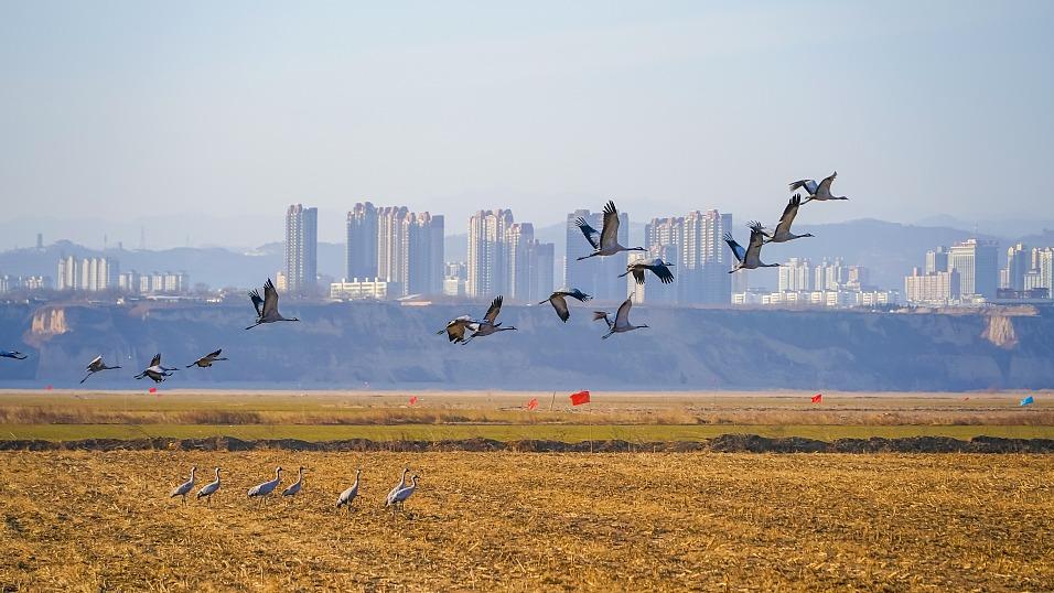جذب شمار بیشتری از پرندگان مهاجر با بهبود مستمر شرایط محیط زیست چینا