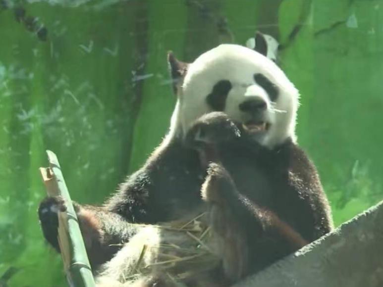 モスクワ動物園で中国から貸与されているパンダの誕生日会