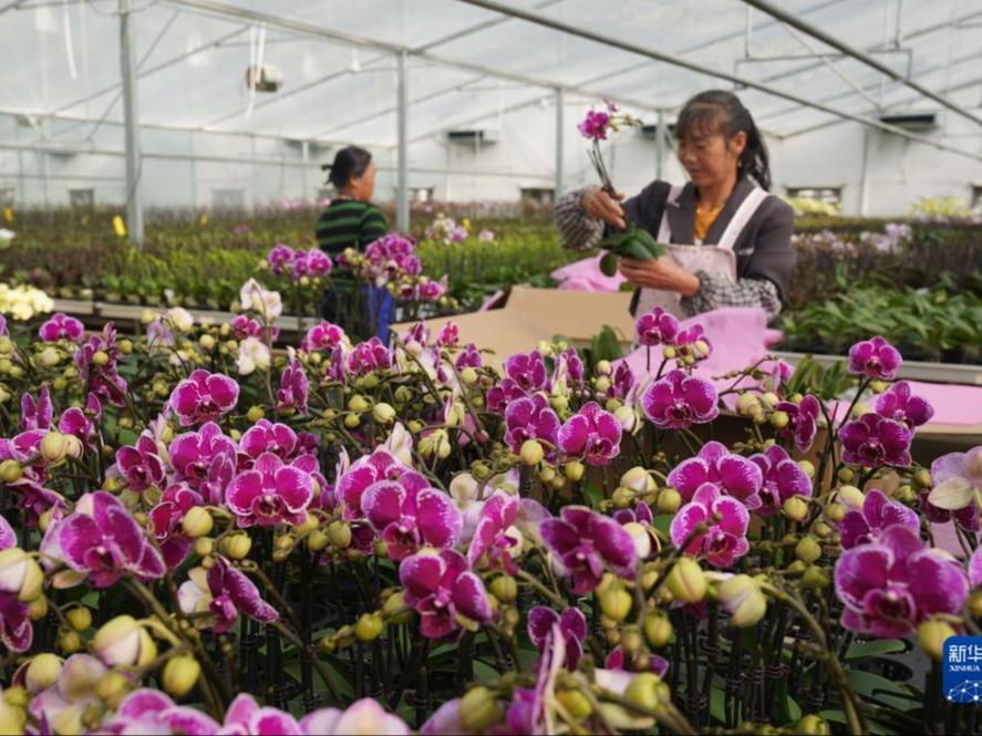 Industri Penanaman Bunga Berjaya Lonjak Pendapatan Petani