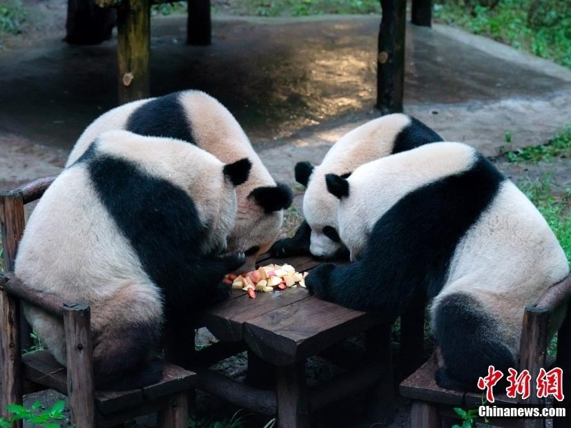 Comelnya Empat Panda Duduk Semeja