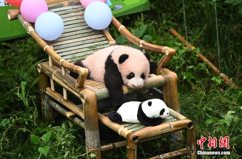 Bayi Panda Gergasi Sambut 100 Hari Kelahiran