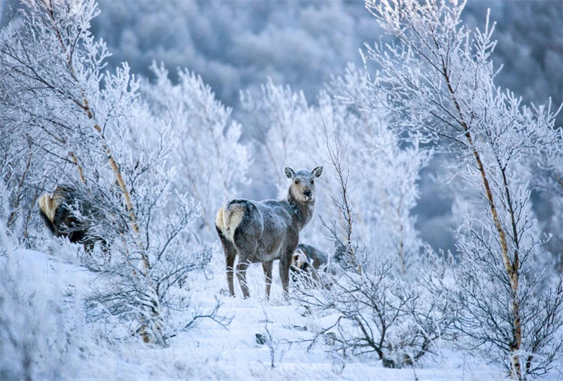 Άγρια ζώα απεικονίζονται σε ένα χιονισμένο χωράφι στην Εσωτερική Μογγολία. [Φωτογραφία/Δίκτυο Ειδήσεων της Εσωτερικής Μογγολίας]