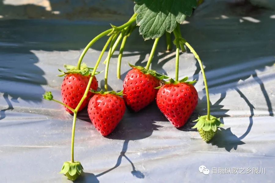 توت فرنگی های «لونگ چوآن»
