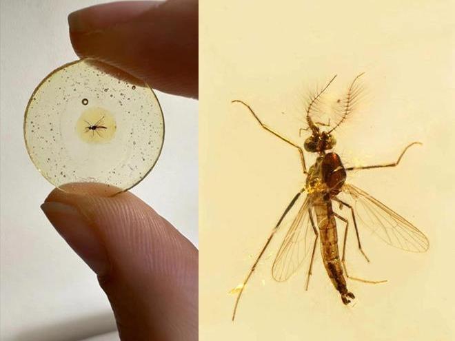 約1億3000万年前の蚊を発見 科学者は最古の化石と断定