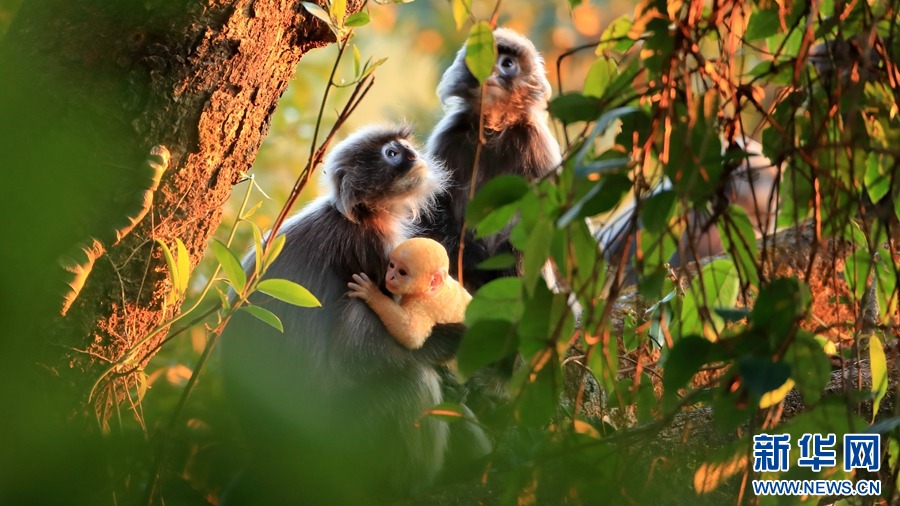 زندگی گونه کمیاب میمون در جنوب غربی چین