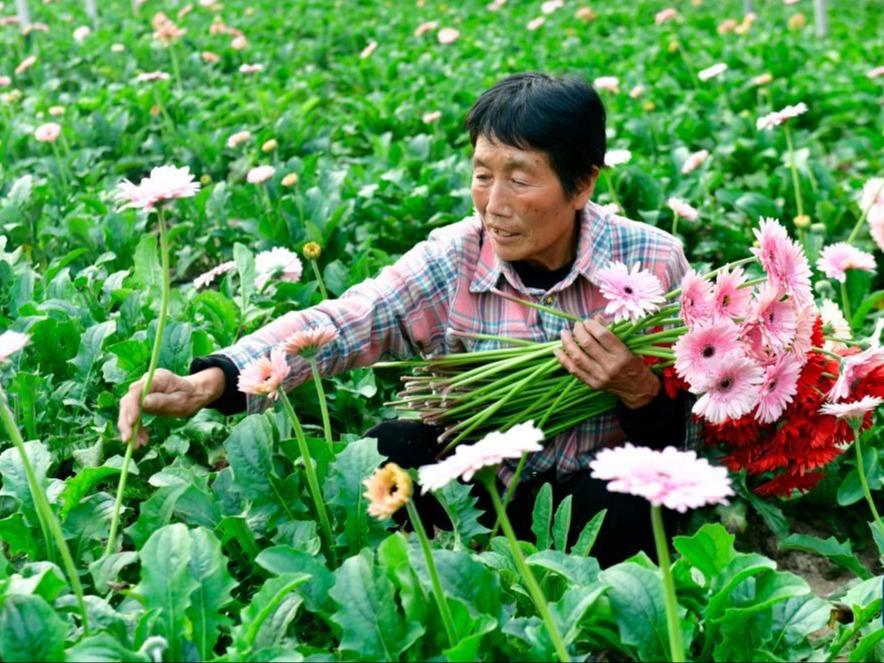 Gubahan Bunga Dijadikan Bidang Baharu Industri Hortikultur