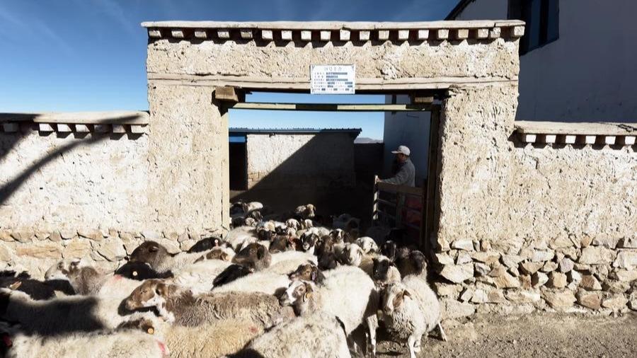سرانه درآمد خالص روستاییان «شی‌زانگ» نزدیک به 20 هزار یوان استا