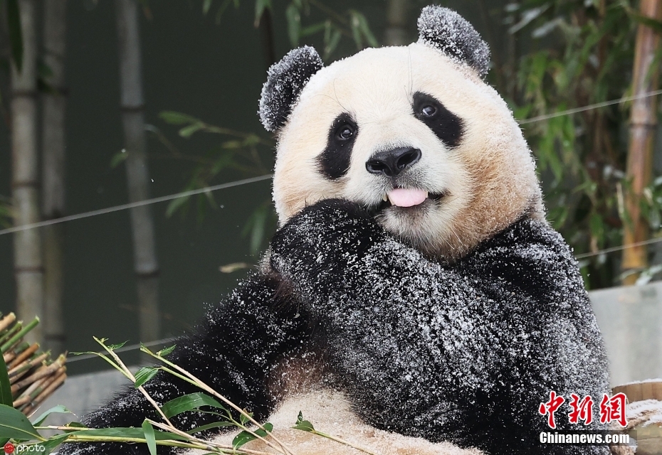 Panda Gergasi “Fubao” akan Pulang ke Tanah Air