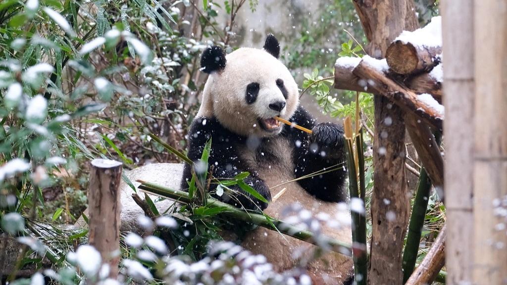 Панда цешыцца снегу ў Чэнду
