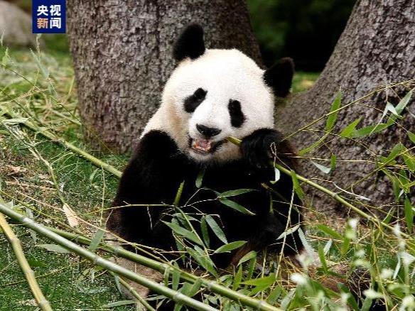 スペインの動物園のパンダ「氷星」と「花嘴巴」 赤ちゃん3頭を連れて中国に帰国