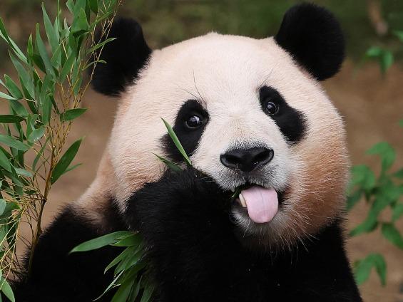 韓国生まれパンダの「フーバオ」が近日中に中国へ、ファンの間に「中国旅行熱」