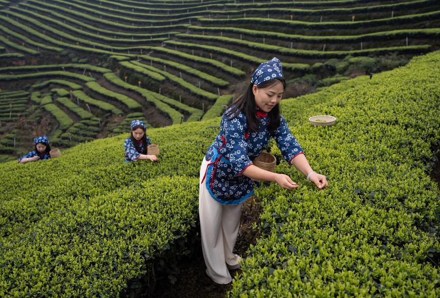 گردشگری چای و کاشت چای بهاره در استان «سی‌چوان» + تصاویرا