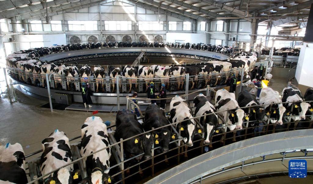 Rantai Industri Penternakan Lembu Susu Semakin Lengkap di Yinan