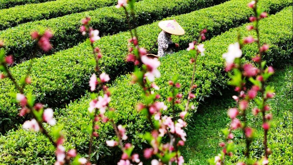 فصل برداشت چای در استان «هونان» از دریچه دوربینا