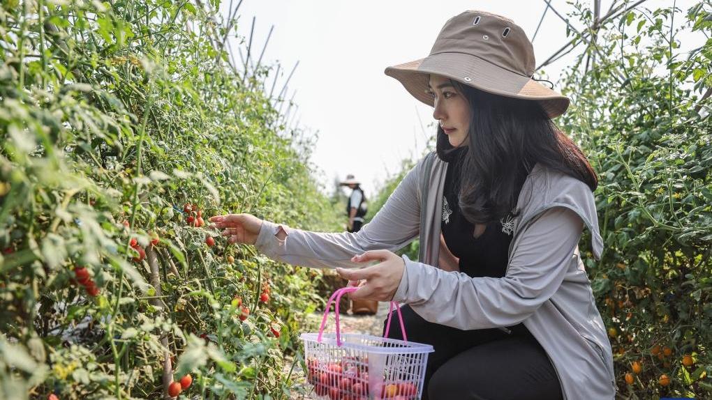 جشن برداشت گوجه گیلاسی در استان «های‌نان» به روایت تصاویرا