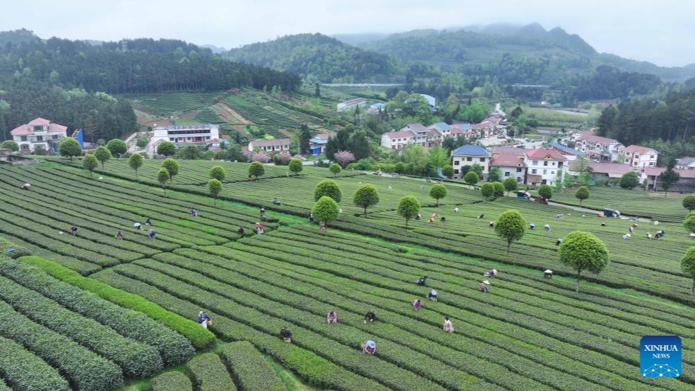 برداشت و فرآوری چای بهاره در جنوب غربی چین از دریچه دوربینا