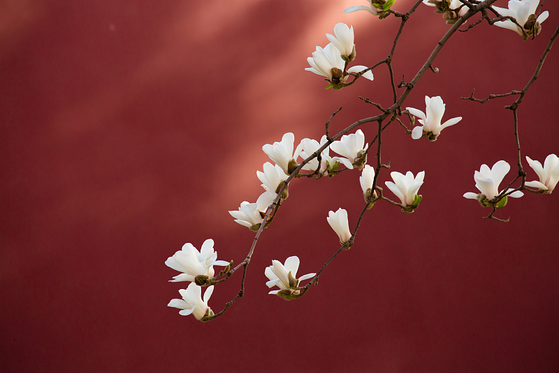 روایت تصویری از شکوفه‌های بهاری در «کاخ موزه پکن»ا